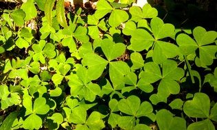 shamrock green irish nature plant