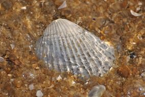 sea shell shells seashell pattern