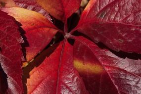 golden autumn colorful leaves