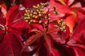 Red autumn bouquet