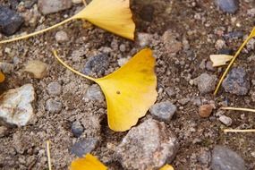 fallen leaves yellow leafy grounds