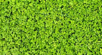 green spring nature background