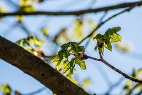nature leaves tree macro close