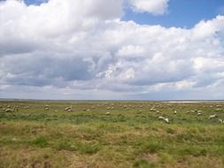 normandy france sheep flock sky