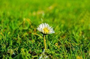 grass sunlight meadow green floral