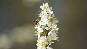 flower bee white blossom nature