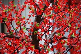 tree branches flowers red