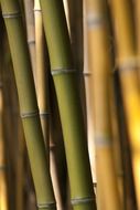 bamboo grass green olive