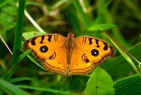 butterfly gardens greenery