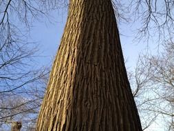 trunk of a tree against the sky