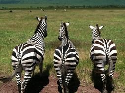 thee zebras in wildlife