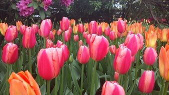 tulip tulips flower orange red