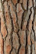texture of tree bark