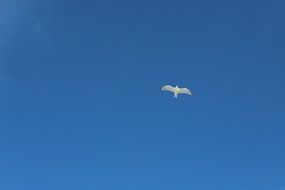 seagull blue sky nature background