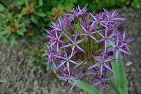 leek star pattern