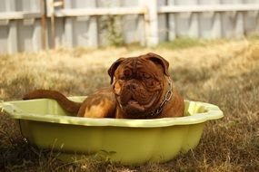 summer outdoors mastiff portrait