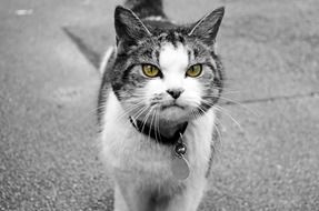 Beautiful black and white domestic cat