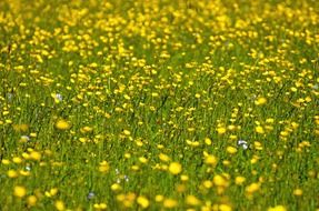 flower yellow summer spring