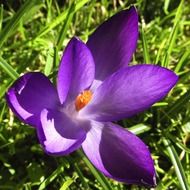 crocus flowers violet purple blue