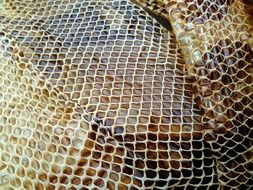 snakeskin reptile dried shedding