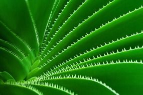 green nature botany cactus plant