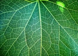 leaf veins patterned plant natural