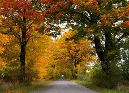 tree alley in autumn