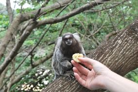 feeding animals monkey eating