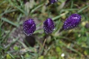 flower spring season raindrops