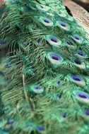 peacock feathers tail bird