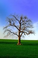 north nature season tree yorkshire