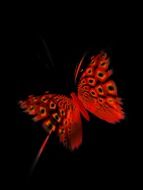 butterfly black red abstract