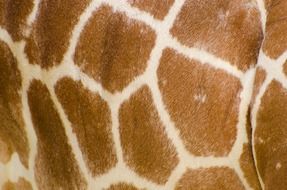 skin pattern profile isolated neck