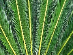 fern texture rays green leaves