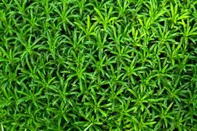 backdrop background flora