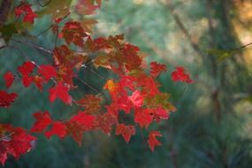 maple leaves fall autumn red tree