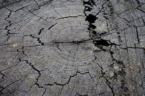 tree stump wood old nature texture