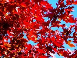 maple tree autumn fall foliage