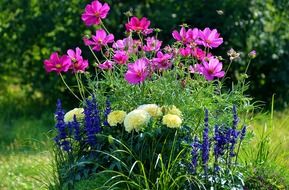 Natural flowers in the flowerbed
