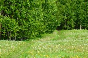 meadow summer path pathway