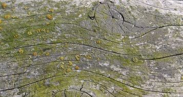 moss wood weave board old