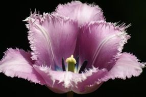 Tulip of Keukenhof