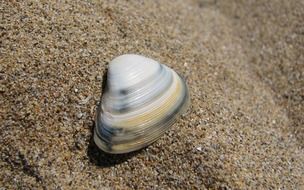 seashell sea shell marine