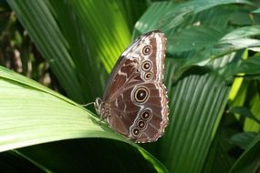 butterfly insect fly wildlife