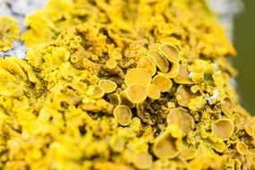 lichen yellow sulfur