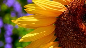 sunflowers macro half petals