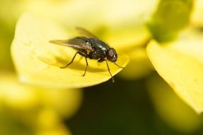 fly leaf animal macro yellow