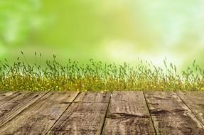 background with green spring grass