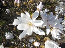 magnolia white flowering trees