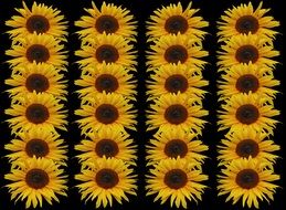 sunflower series texture background